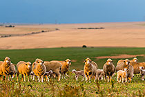 sheeps & lambs in field at sunset