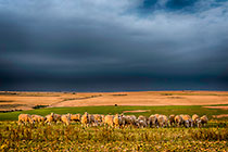 Sheeps