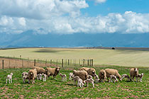 sheeps & lambs in field