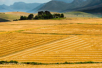 patterns in wheat field