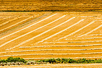 patterns in wheat field