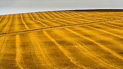 patterns in wheat field