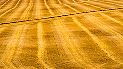 Freshly Cut