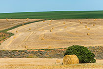 hay rolls in wheat field