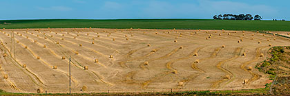 panorama | hay rolls in wheat field