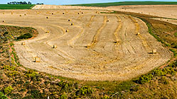 hay rolls in wheat field