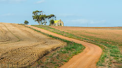 old church & eucalyptus tree along farm road