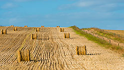hay rolls in wheat field