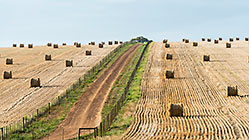 hay rolls in wheat field