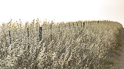 Farm Fence