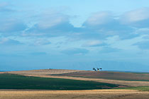 wheat fields at sunset