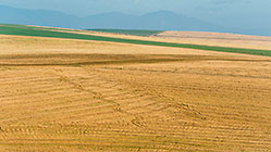 wheat fields