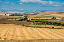 patterns in wheat fields