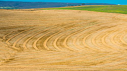 patterns in wheat fields