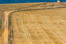 patterns in wheat fields