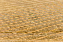 patterns in wheat fields