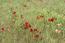 amaryllidaceae flowers in field