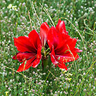 amaryllidaceae flowers in field