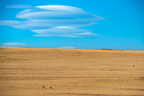 blue crane birds in wheat field | ufo clouds