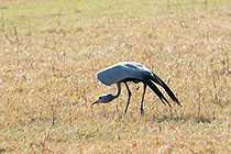 Blue Cranes