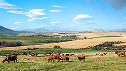 cows in field | ufo clouds over farmland