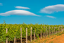 ufo clouds over vineyards
