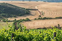 Vineyards