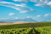 Vineyards