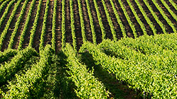 Vineyards
