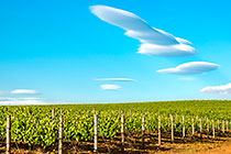 Watching Over Vineyards