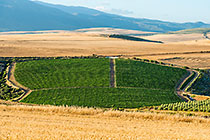 Vineyards