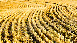 patterns in wheat field
