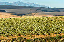 ufo clouds over olive trees