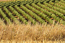 Grass & Orchard