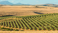 panorama | patterns with olive trees