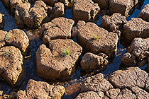 Mud Cakes