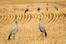 Blue Cranes