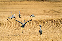 Blue Cranes