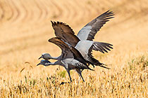 blue crane birds flying over wheat field