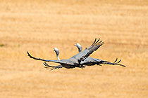 Blue Cranes