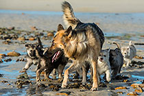 Sheba puppies on beach