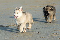 Sheba puppies on beach