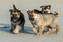 Sheba puppies on beach