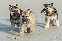 Sheba puppies on beach