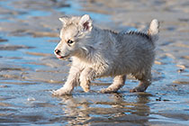 Sheba puppies on beach
