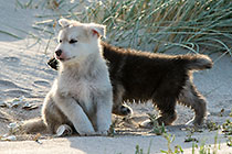 Sheba puppies on beach