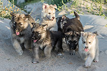 Sheba puppies on beach