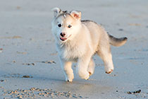 Sheba puppies on beach