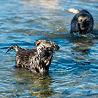 Sheba puppies on beach