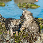 Sheba puppies on beach